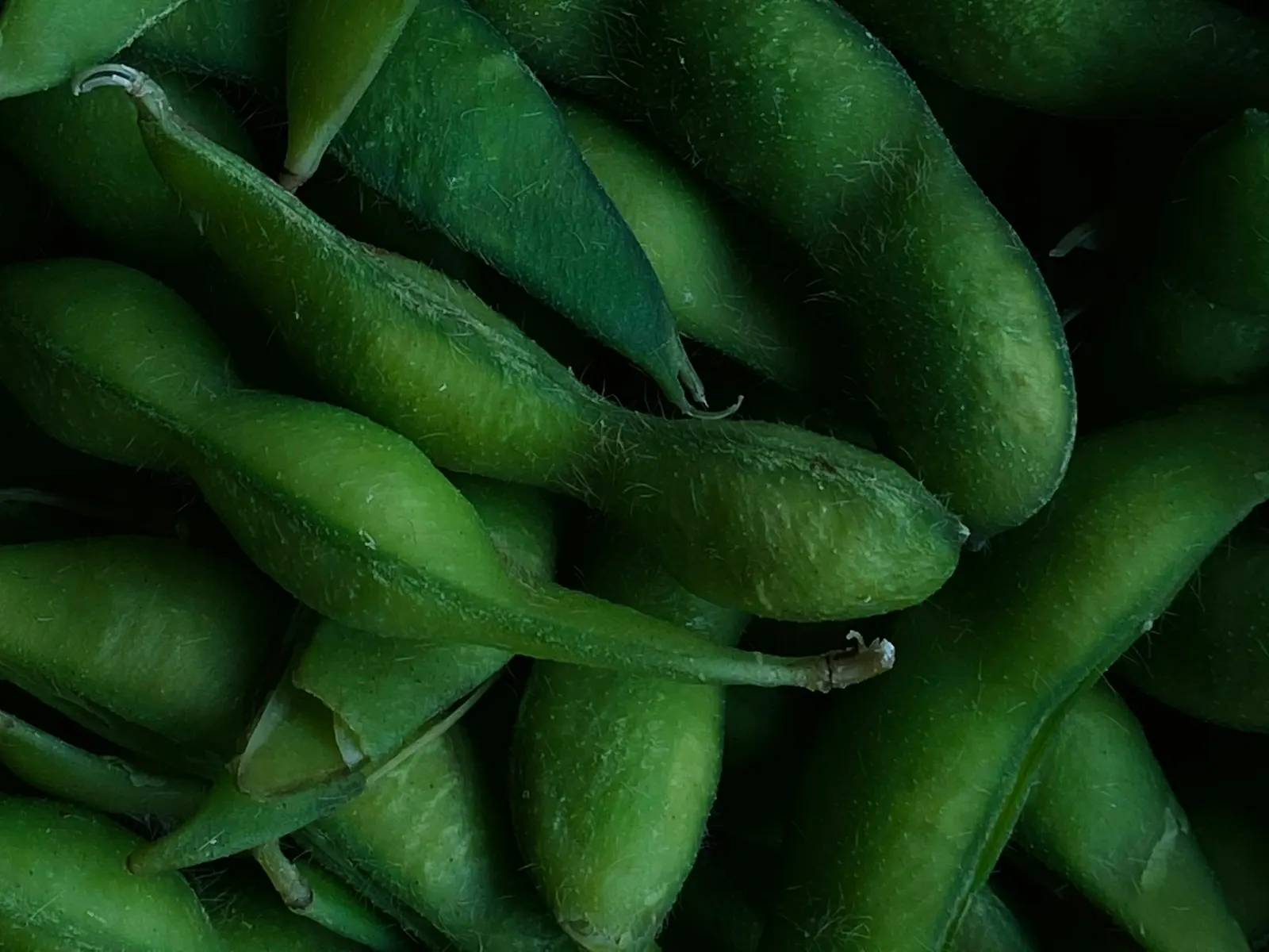 Fresh edamame pods